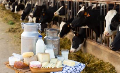 Stół na farmie mlecznej z produktami mlecznymi w tle krów w oborze