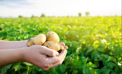 Wzrosły ceny skupu wszystkich podstawowych produktów rolnych z wyjątkiem żywca wołowego i mleka. GUS podsumował kwiecień