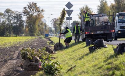 Coraz więcej drzew wzdłuż dróg wojewódzkich w Kujawsko-Pomorskiem. Powstają kolejne zielone aleje