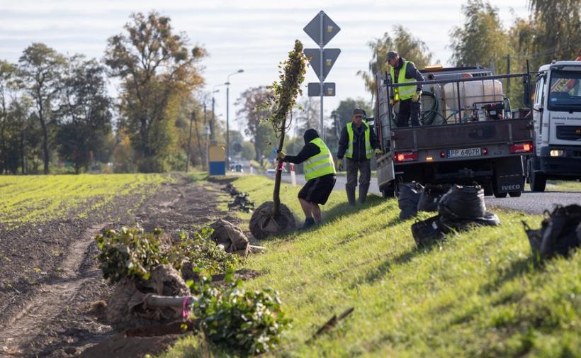 Coraz więcej drzew wzdłuż dróg wojewódzkich w Kujawsko-Pomorskiem. Powstają kolejne zielone aleje