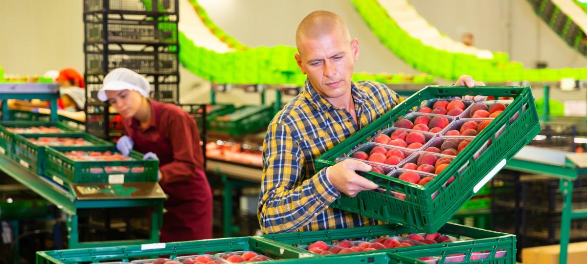 Portret mężczyzny pracującego na linii sortowania w magazynie owoców układającego pudełka z wybranymi brzoskwiniami