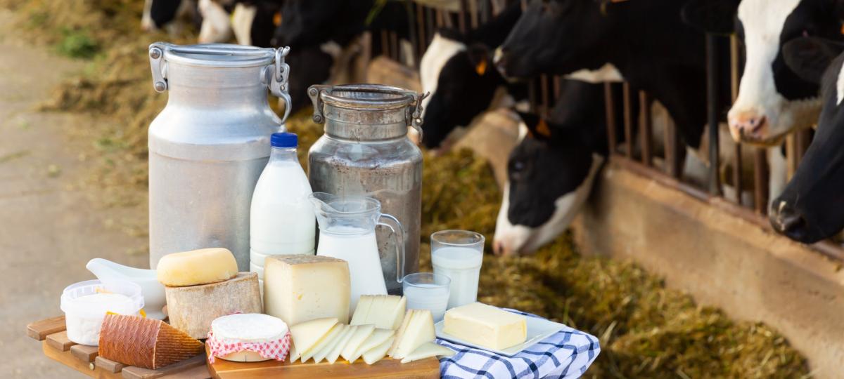 Stół na farmie mlecznej z produktami mlecznymi w tle krów w oborze