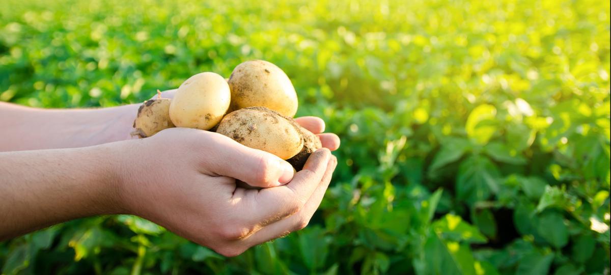 Wzrosły ceny skupu wszystkich podstawowych produktów rolnych z wyjątkiem żywca wołowego i mleka. GUS podsumował kwiecień