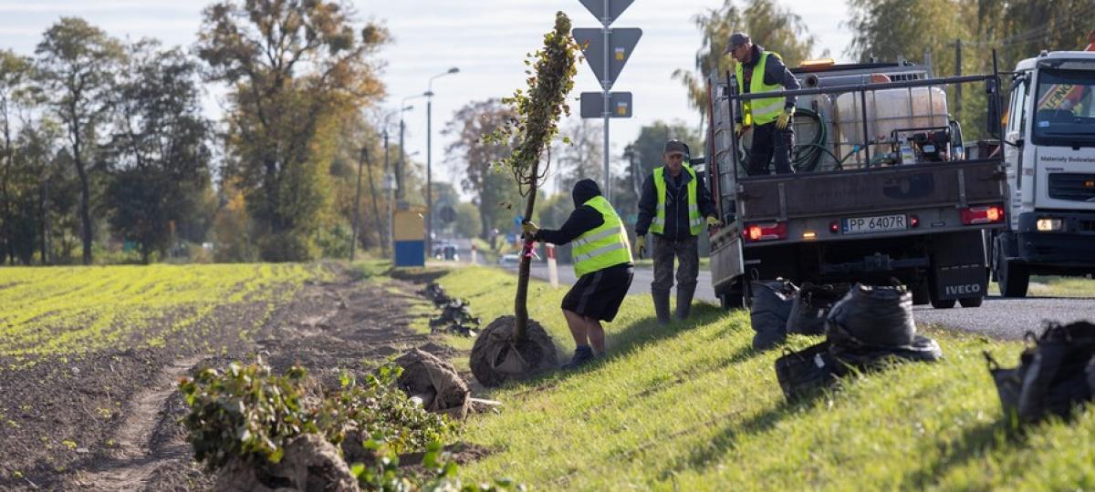 Coraz więcej drzew wzdłuż dróg wojewódzkich w Kujawsko-Pomorskiem. Powstają kolejne zielone aleje