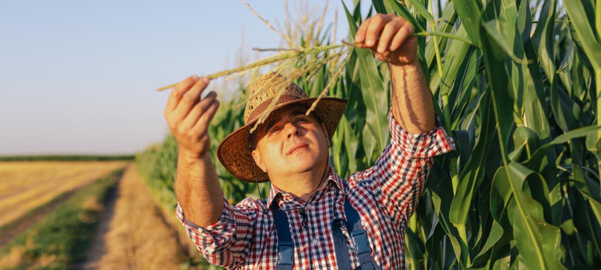 Podstawowe produkty rolne droższe niż rok wcześniej. GUS podsumował maj