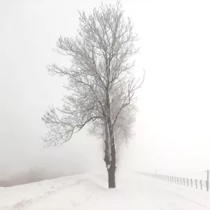 drzewo zima śnieg